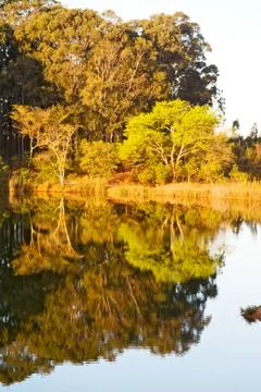 The pound lake and   tree reflection in water 库存照片