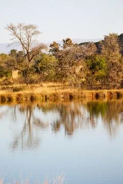 The pound lake and   tree reflection in water 库存照片