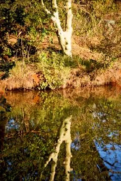 The pound lake and   tree reflection in water 写真素材