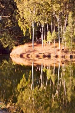 The pound lake and   tree reflection in water 写真素材