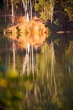 The pound lake and   tree reflection in water 库存照片