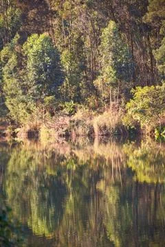 The pound lake and   tree reflection in water Stock Photos