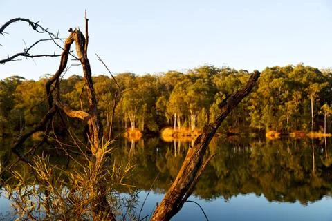 The pound lake and   tree reflection in water 스톡 사진