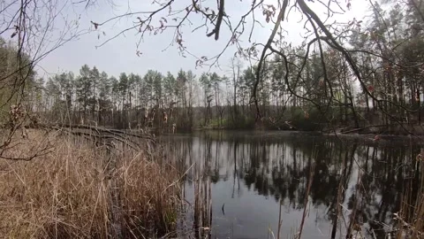 Pound whis reflection of trees in the water	 Stock Footage 149317848
