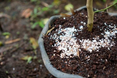 Pounded eggshells can be used as fertilizer. Stock Photos