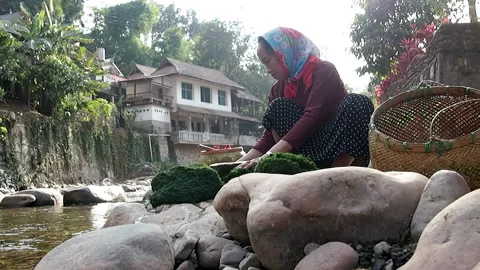 Pounding river weed, moss, for cooking Stock Footage 158900966