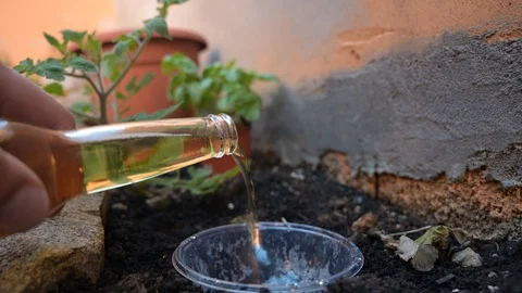 Pour beer into a bowl using it as an insecticide in the garden Stock Footage 129338998