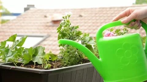 Pour the flowers from the balcony with water Video stock 11069501