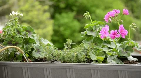 Pour the flowers from the balcony with water Video stock 11069772