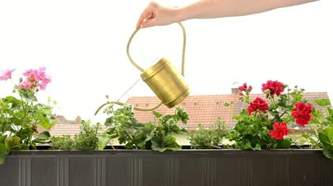 Pour the flowers from the balcony with water Video stock 11069798