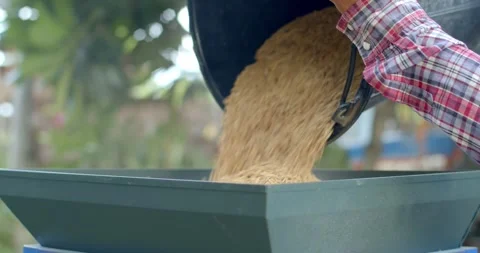 Pour the paddy into the machine milled rice to turn it into white rice. Stock Footage 278677756