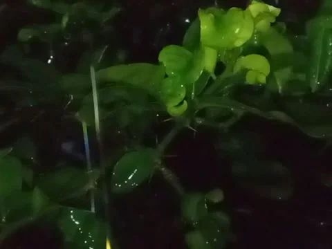 Pour rain Stock Footage 172535273