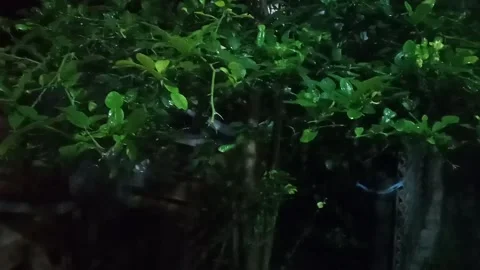 Pour rain Stock Footage 172558571