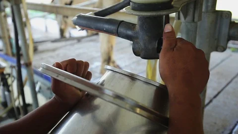 Pour raw milk from the tap into the container. 스톡 동영상 115122794