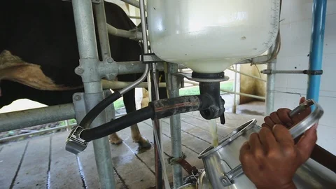 Pour raw milk from the tap into the container. Stock Footage 115122858