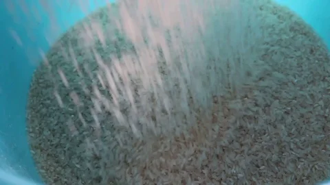 Pour the rice into plastic buckets Stock Footage 72971612
