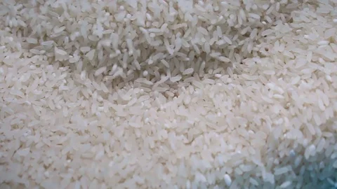 Pour the rice into plastic buckets Stock Footage 72973069