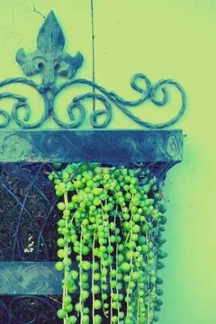 Pour sedum Foto stock