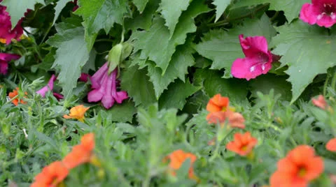 Pour of summer flowers Stock Footage 25930001
