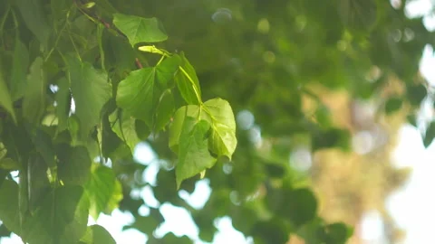 Pour on a tree branch Stock Footage 154607205