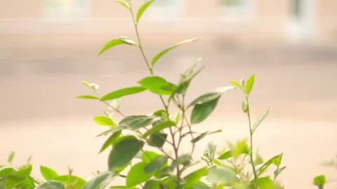 Pour on a tree branch Видео 154672416