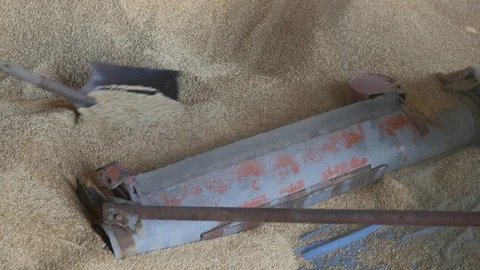 Pour the wheat grain in the grain loader. Working grain loader Stock Footage 83879123