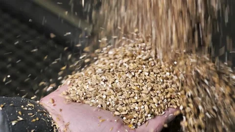 Pour wheat grain into hands of farmer against background of granary Stock Footage 138622692