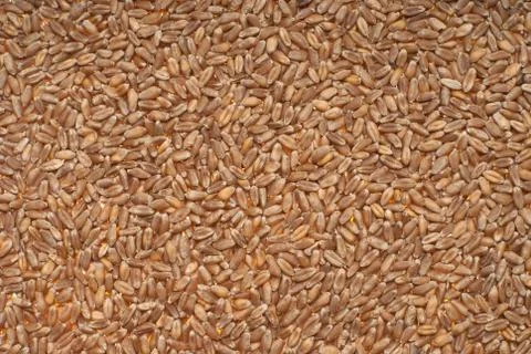 Poured wheat Stock Photos
