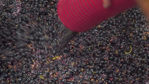 Pouring and Racking Red Grapes into the Tank before Alcoholic fermentation and Stock Footage 320431546