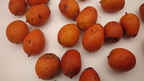 Pouring awara fruit on white table. Tucuma rolling on table Stock Footage 303317533