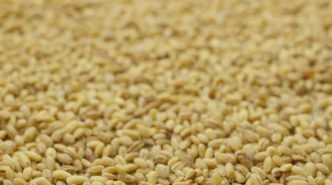 Pouring barley grains Stock Footage 53765090