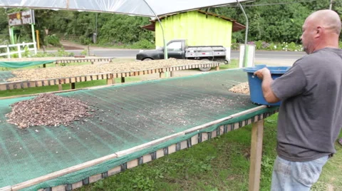 Pouring Beans to Dry. Stock Footage 59802207