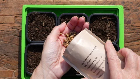 Pouring beetroot seeds from seed package in hand, birds eye view, 4K slow motion Vídeos de archivo 329227271