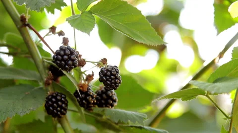 Pouring Blackberries Growing on the Bush Stock Footage 55637022