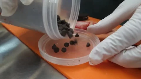 Pouring Chocolate Chips Into Container Lid Close Up In Commercial Kitchen Stock Footage 345656877
