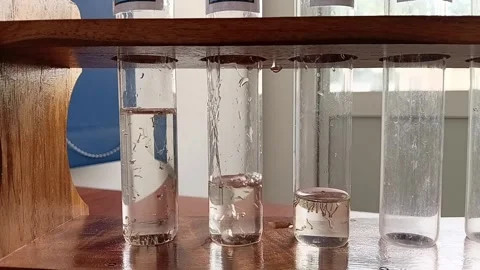 Pouring Clean Water Into Test Tubes With Mosquito Larvae 動画素材 335473345