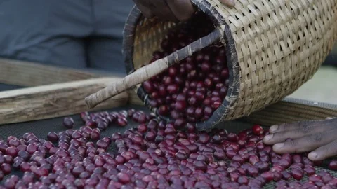 Pouring coffee cherries onto a drying bed Ethiopia Stock Footage 79656094