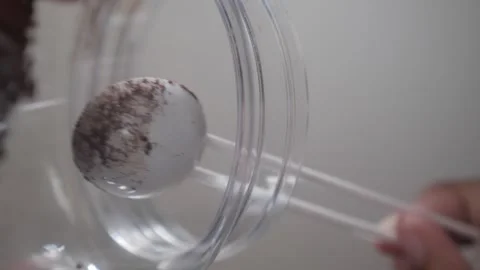 Pouring coffee grounds from the bottom view 動画素材 243419631