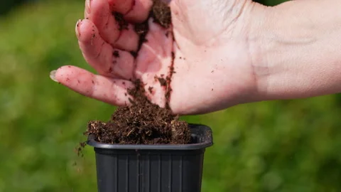 Pouring compost soil in seed container, close up slow motion 4K Stock Footage 329227247