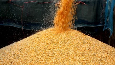 Pouring Corn Grain In Slow Motion. slow motion organic Combine loading maize Stock Footage 336581471