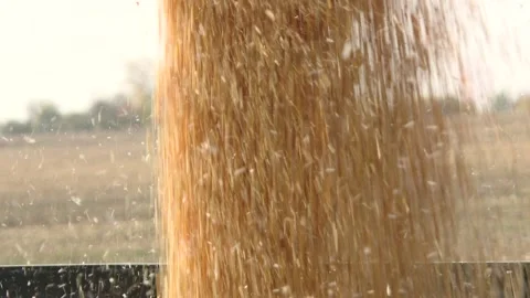 Pouring corn grain into a tractor trailer after harvest. Stock Footage 164509138