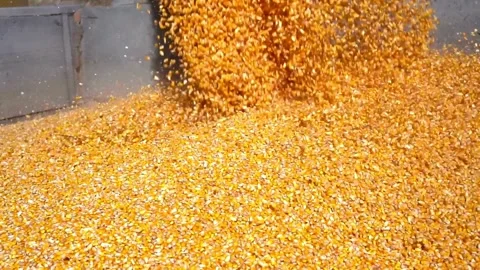 Pouring corn grain into tractor trailer after harvest at field agricultural Stock Footage 336581380