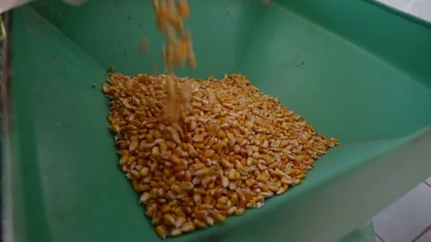 Pouring corn into the grinder Stock Footage 75481635