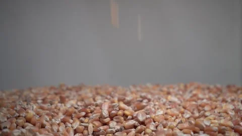 Pouring Corn Kernels - High-Quality Stock Video for Food &amp; Agriculture Stock Footage 314684162