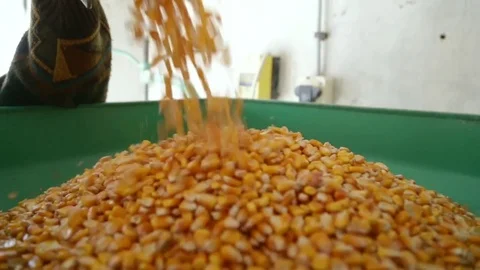Pouring corn into the mill Vídeo Stock 75467164