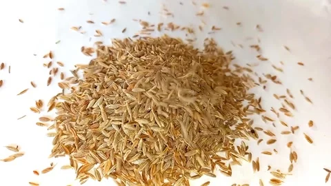 Pouring Cumin seeds isolated on white background footege Stock Footage 277200353