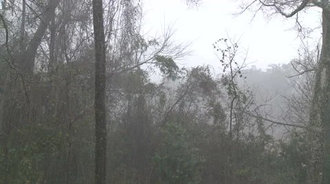 Pouring Down Rain in a Alabama Forest in Winter Stock Footage 54714623