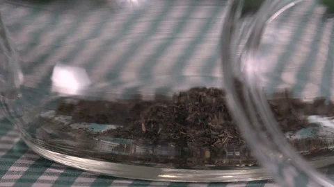 Pouring dry tea into the teapot Video stock 79823451