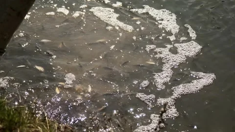 Pouring Fish from Bucket into Pond Stock Footage 303421171