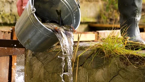 Pouring fish from a bucket into a stream. Stock Footage 341790586